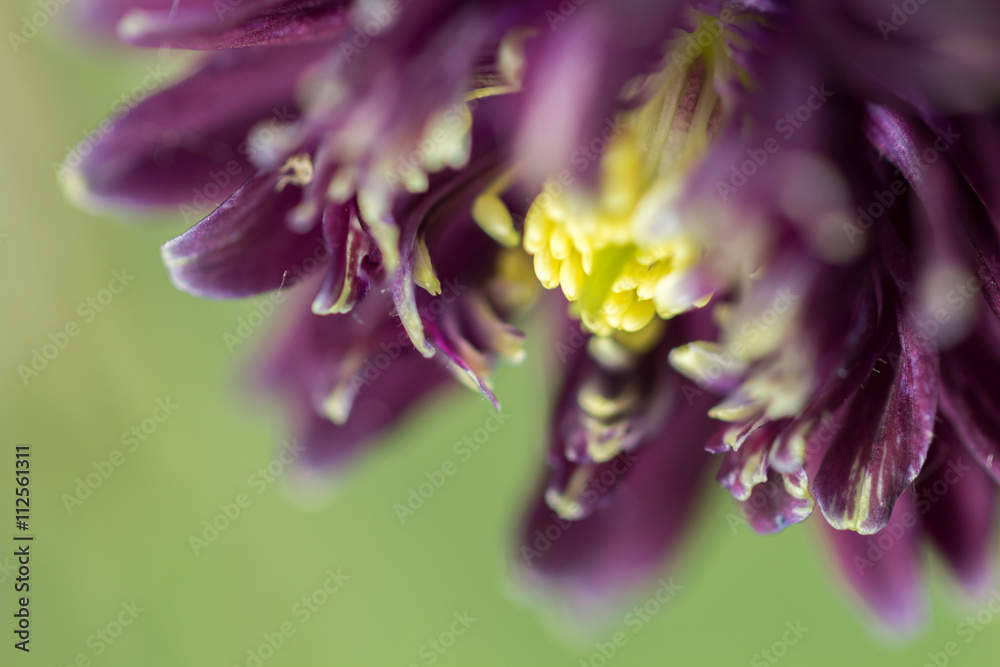 Fleur mauve à coeur jaune Stock Photo | Adobe Stock