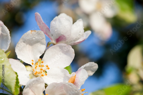 white flower apple blossom close-up against of blue sky