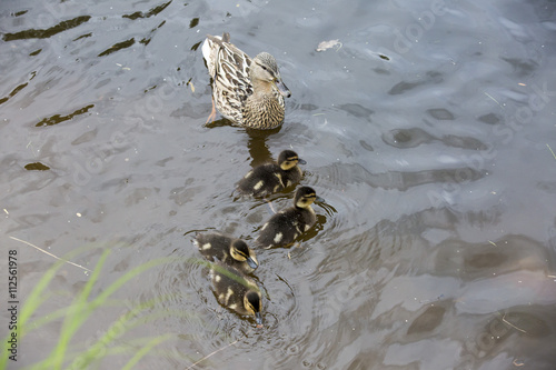 Duck with ducklings 