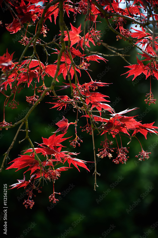 Leaves of fullmoon maple tree Leaves of fullmoon maple tree