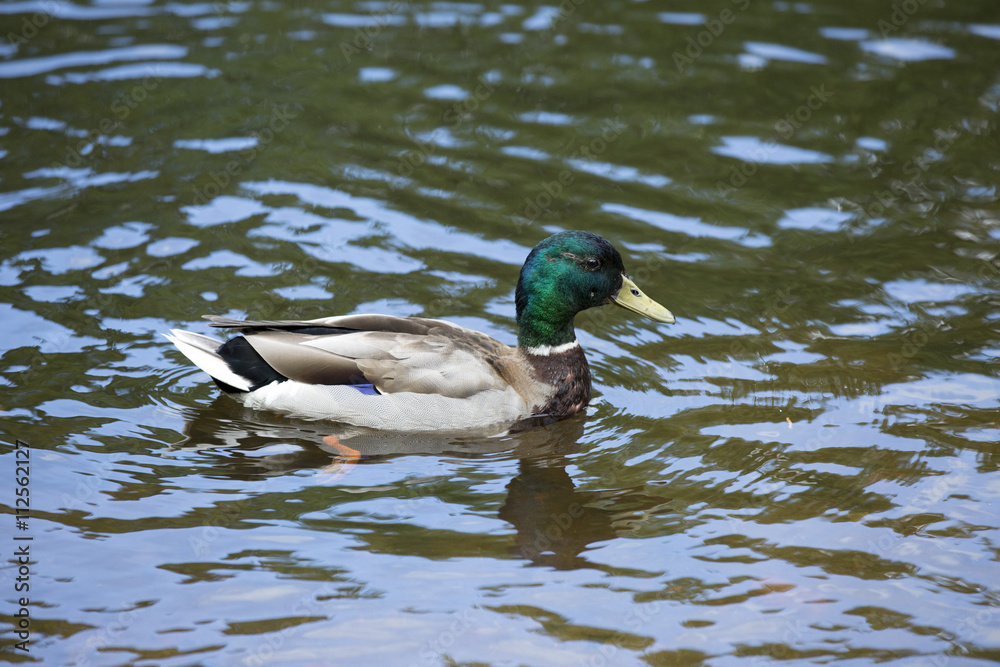Fototapeta premium Duck