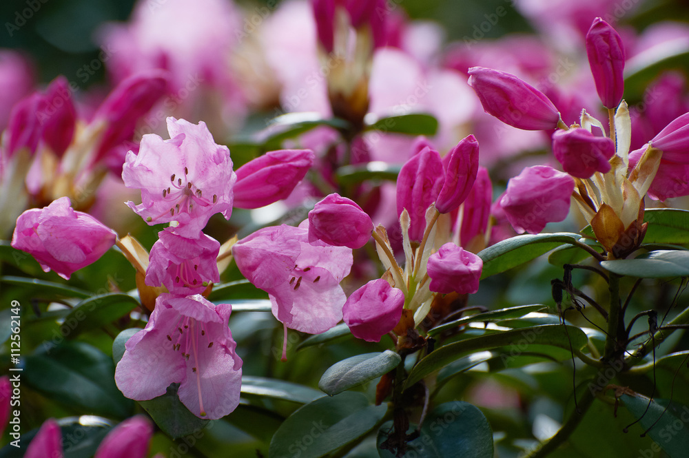 Fototapeta premium Red flower, Rhododendron, Azalea 