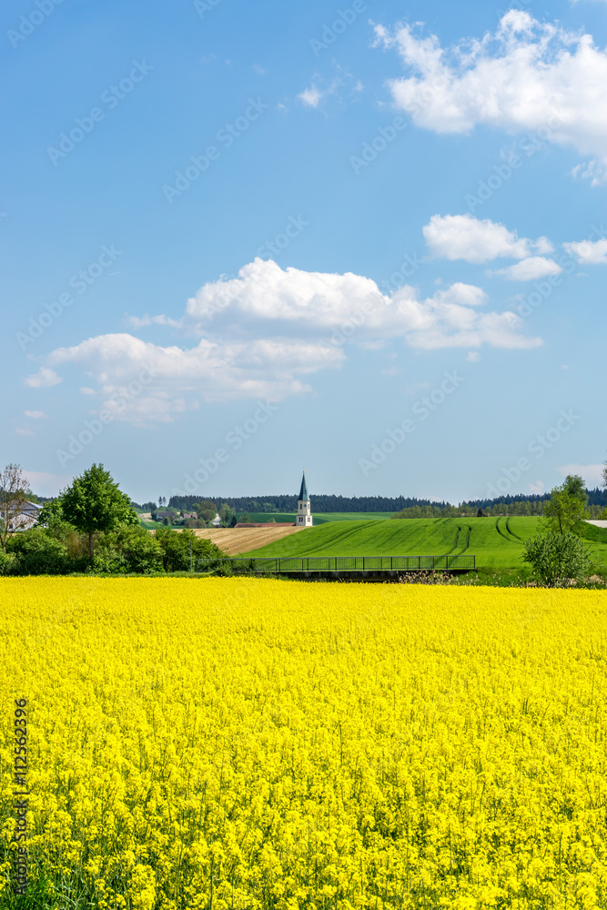 Rappsfeld im Mai 2