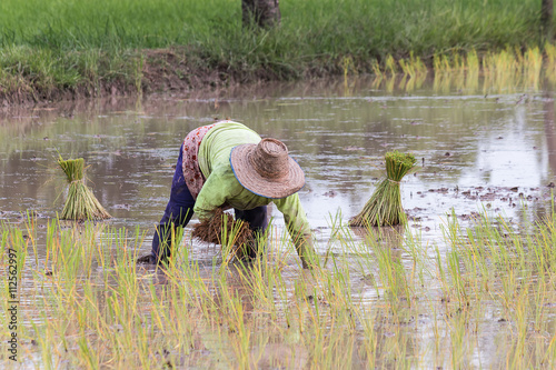 farmer transplant in the paddy field