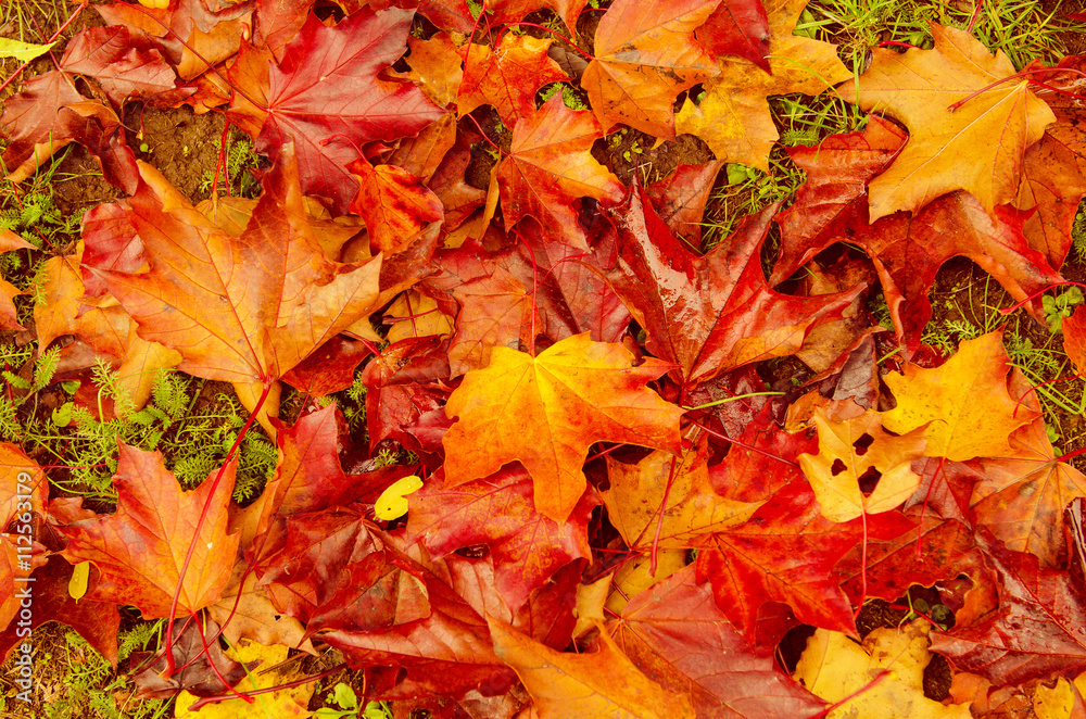 Autumn natural flat background with colorful red maple leaves on a green grass Autumn natural flat background with colorful red maple leaves on a green grass