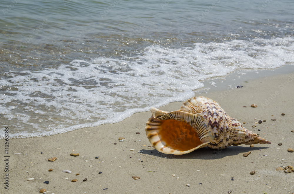 Shell Charonia Tritonis on the beach Shell Charonia Tritonis on the beach