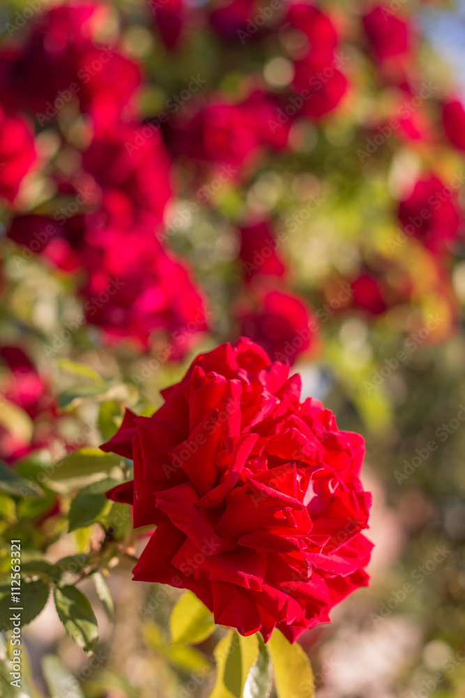 Obraz premium Rosa roja