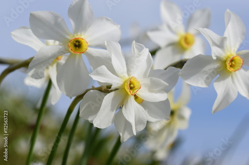 Fototapeta Naklejka Na Ścianę i Meble -  Narcissus poeticus