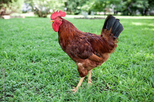 Rhode Island Red rooster on a farm photo