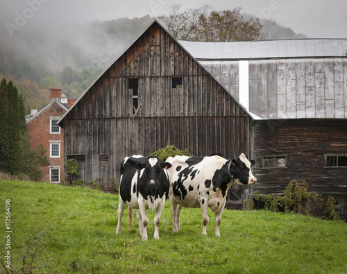 Vermont Holstein Cows: A pair of Holstein cows on a an old farm in Vermont on a misty morning in autumn