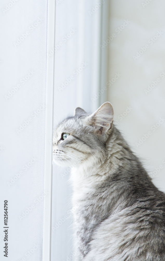 silver cat of siberian breed at the window
