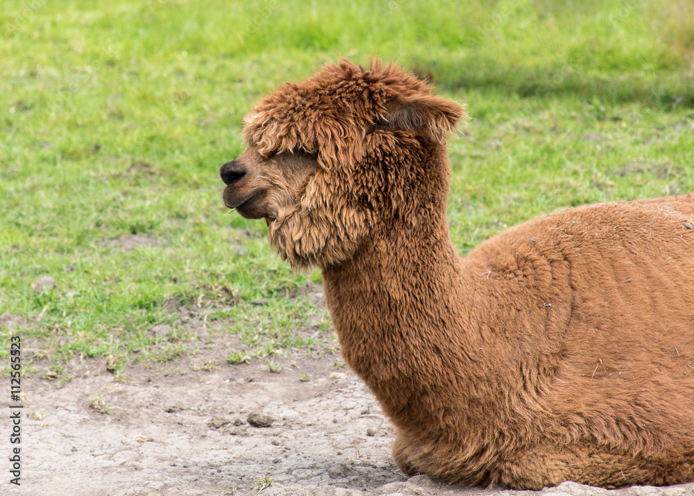 Obraz premium Brown Alpaca