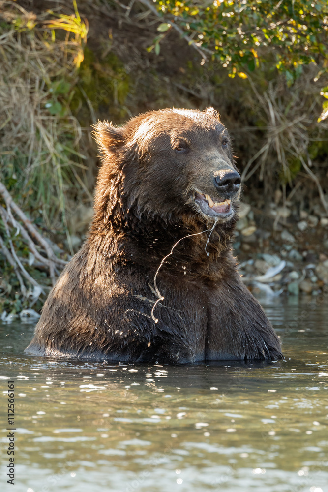 Brown bear eating salmon