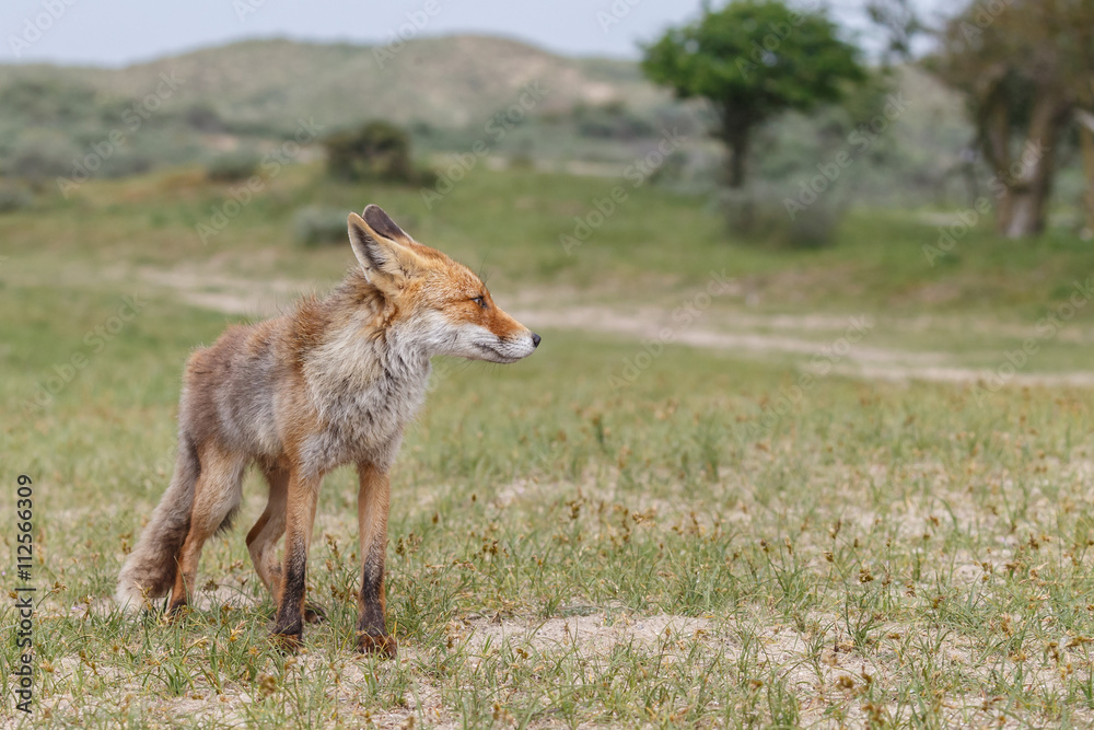 Red fox in nature
Red fox in nature