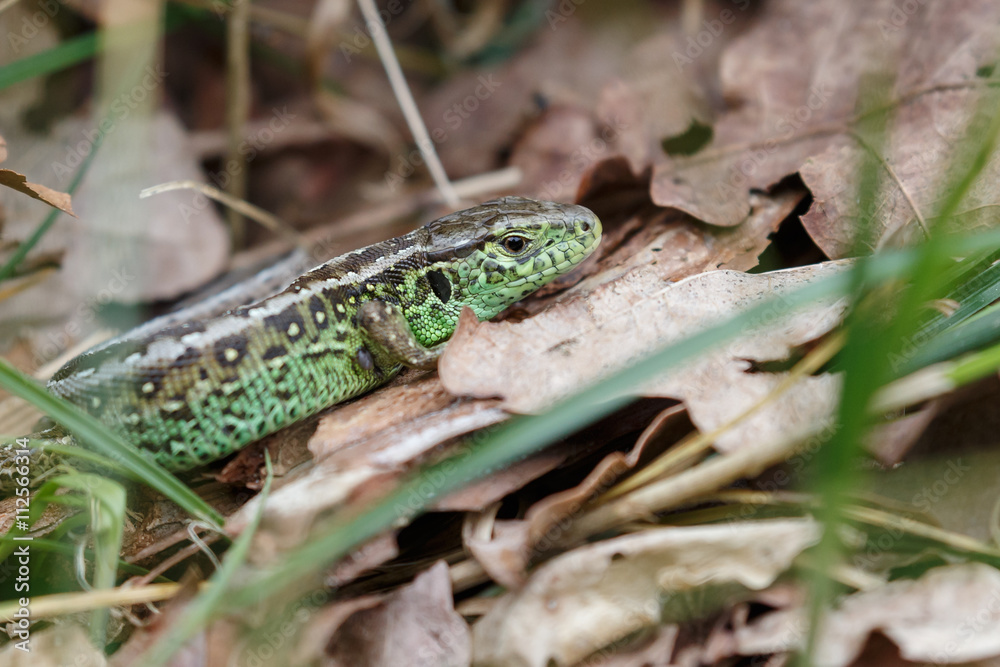 The sand lizard (Lacerta agilis) on a sunny day in nature The sand lizard (Lacerta agilis) on a sunny day in nature
