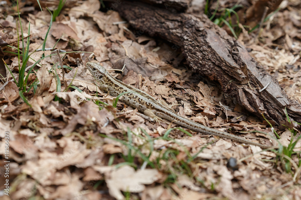 The sand lizard (Lacerta agilis) on a sunny day in nature The sand lizard (Lacerta agilis) on a sunny day in nature