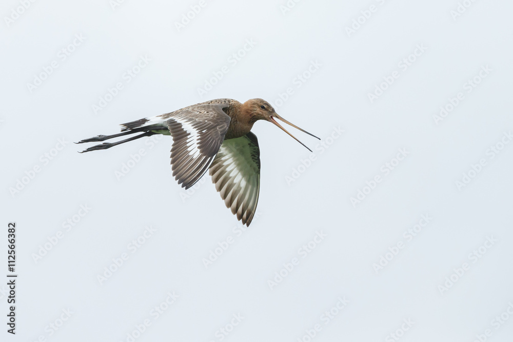 Obraz premium Black tailed godwit during springtime
