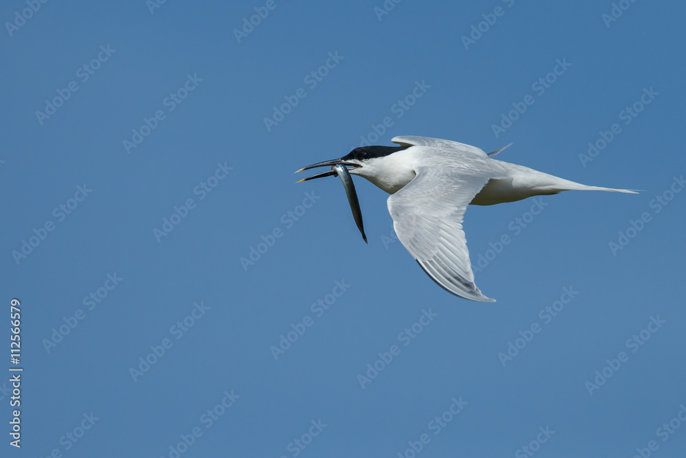 The Sandwich tern (Thalasseus sandvicensis) n flight. The Sandwich tern (Thalasseus sandvicensis) n flight.