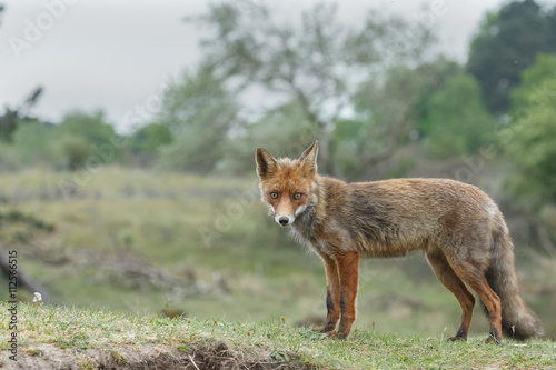 Fototapeta Naklejka Na Ścianę i Meble -  Red fox in nature in springtime