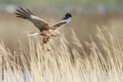 The western marsh harrier male (Circus aeruginosus) in flight during mating season © Menno Schaefer