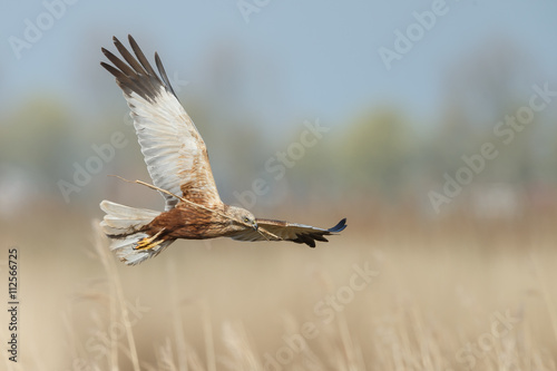 The western marsh harrier male (Circus aeruginosus) in flight during mating season photo