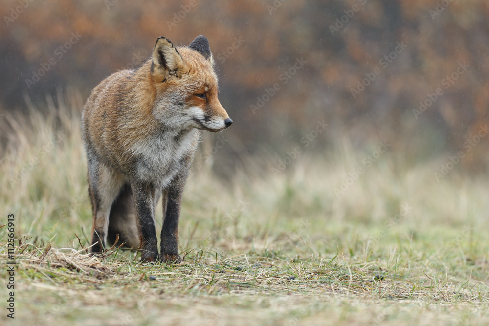 Red fox in nature