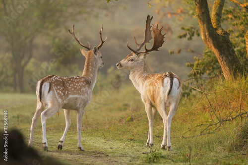 Fallow deer in nature landscape 