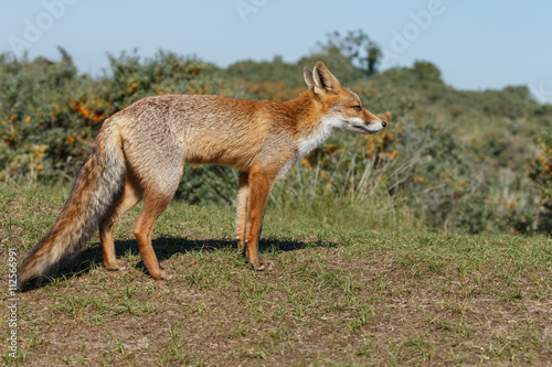 Red fox in nature © Menno Schaefer
