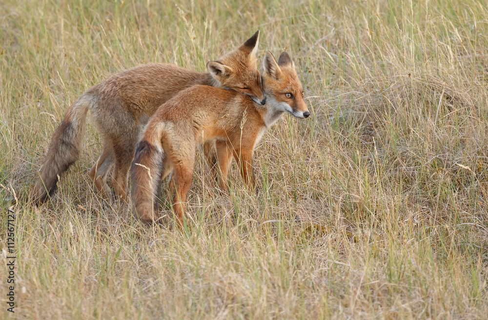 Red fox cub in nature