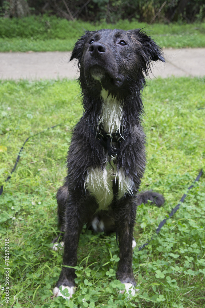 Fototapeta premium Wet Shepherd Dog Sitting on Grass