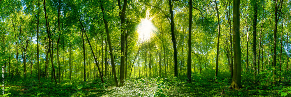 Wald Panorama im Sonnenschein