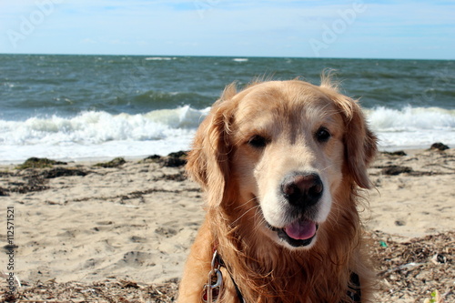 Fototapeta Naklejka Na Ścianę i Meble -  golden retriever sitting on the sandy beach with waves rolling in