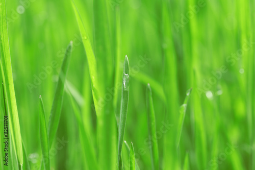 Wet grass after the rain, close up