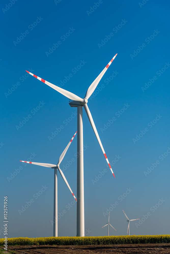 Windmills on the rape field