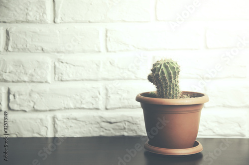 cactus on table