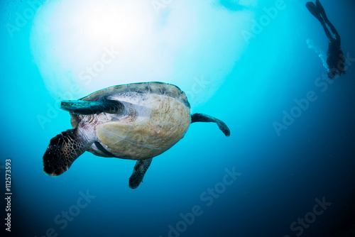 Green Turtle © divedog