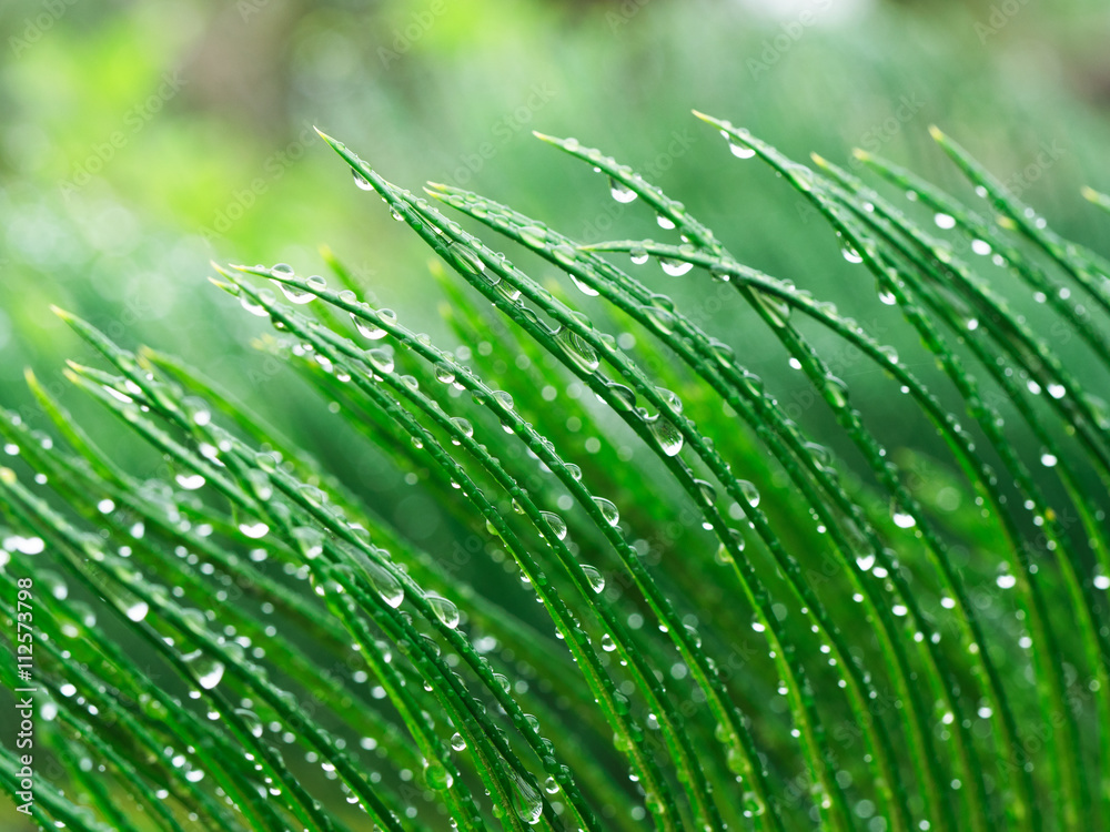 Obraz premium 夏の雑草