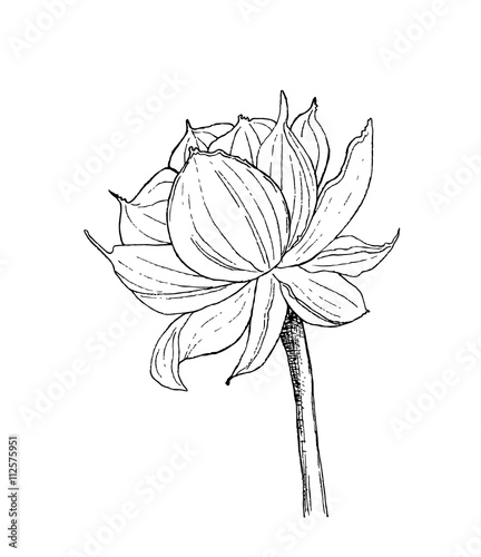 Botanical illustration