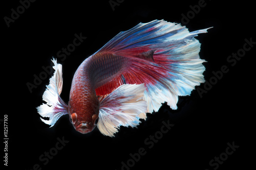 Capture the moving moment of big ear siamese fighting fish isolate