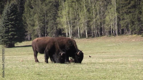 Bison Herd photo