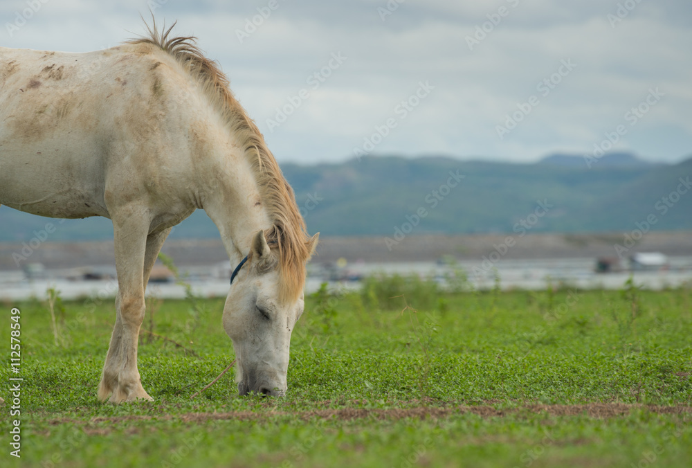 white horse on a green field and blue sky white horse on a green field and blue sky