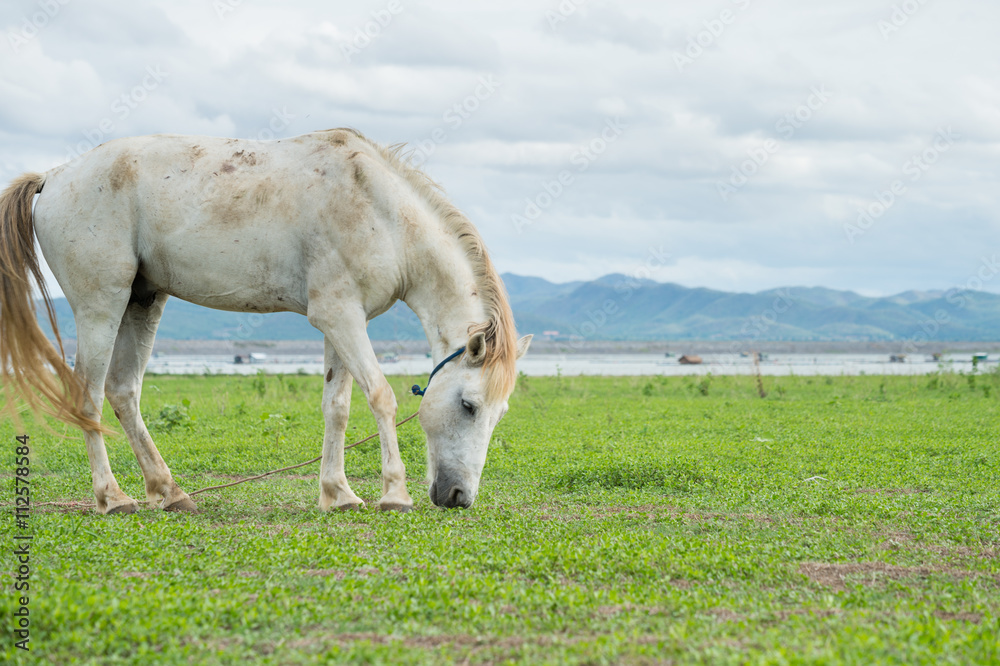 Fototapeta premium white horse on a green field and blue sky