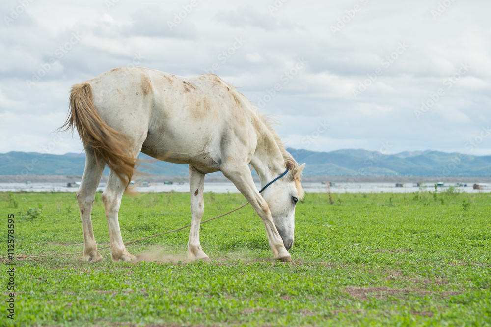 white horse on a green field and blue sky white horse on a green field and blue sky