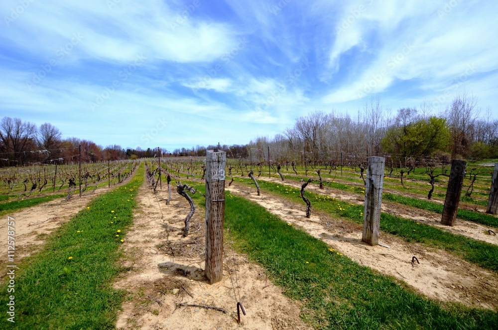 Rows of grapevines in the early spring season