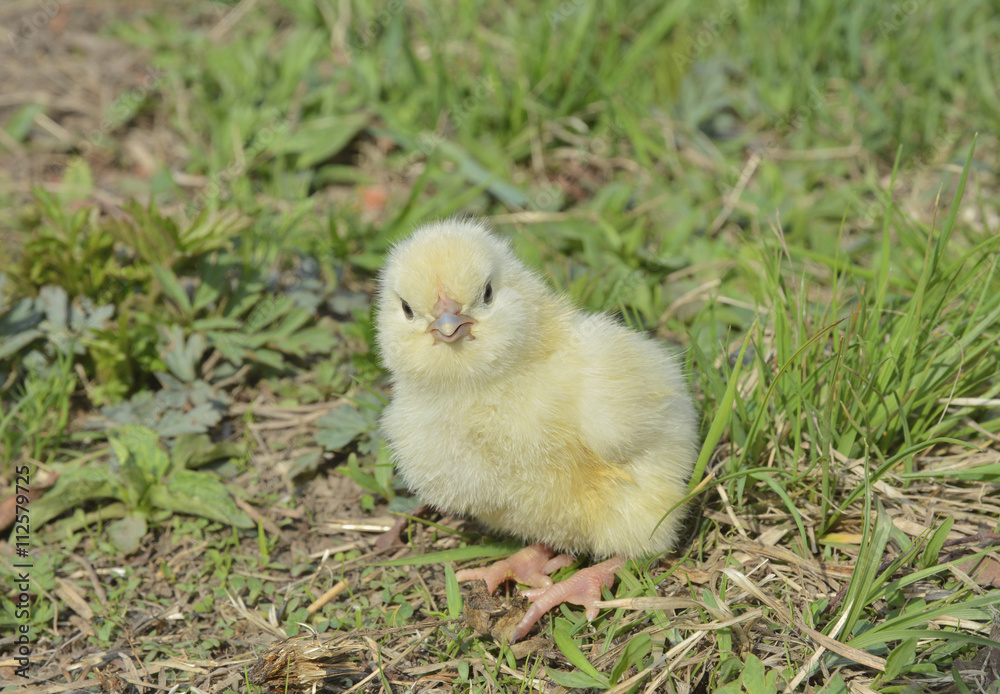 Very small chicken 12 Very small chicken 12