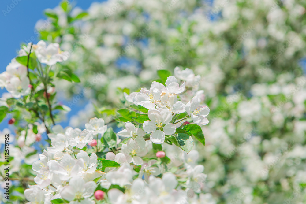 Blooming apple tree Blooming apple tree