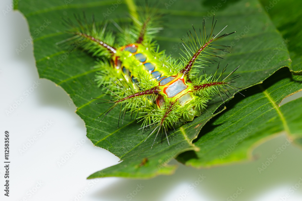 Naklejka premium Stinging nettle slug caterpillar , phocoderma velutina moth