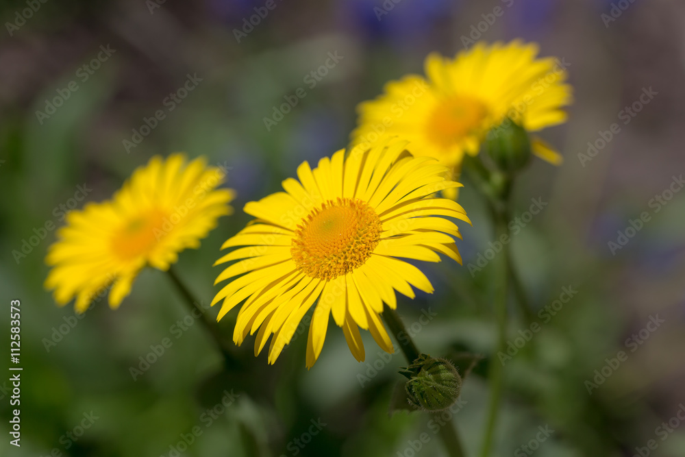 doronicum flowers in the spring