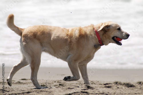 Dog on the Beach