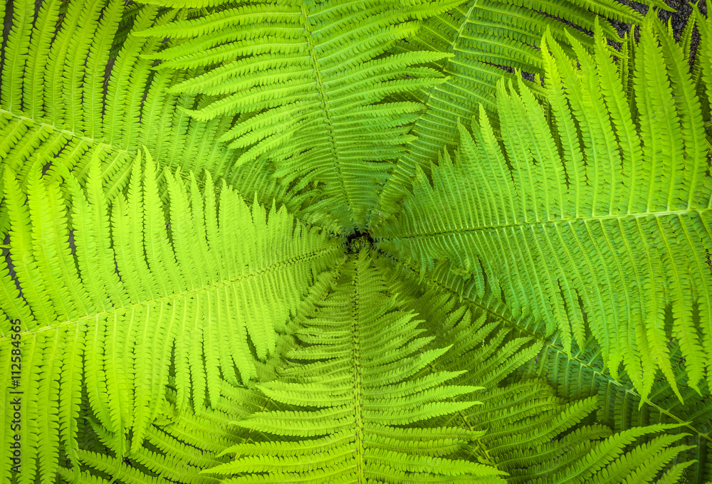Decorative fern garden Decorative fern garden